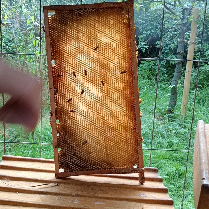 Bienen (vergrößerte Bildansicht wird geöffnet)